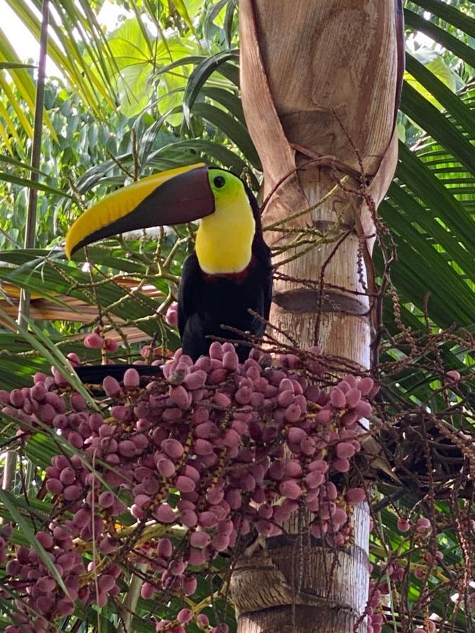 Casa Libertinn Manuel Antonio Luaran gambar